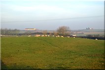 TA0981 : Sheep grazing by N Chadwick