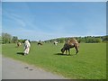 ST8243 : Longleat Safari Park, camels by Mike Faherty