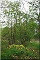 Cowslips in Wren Wood