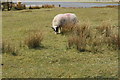 Sheep, Wanlockhead