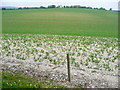 Chalky field, Offley