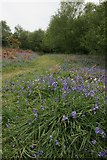 NX8354 : Bluebells beside the Jubilee path by Richard Sutcliffe