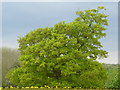 Oak tree in fresh leaf