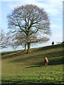 Tree And Horses