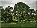 Trees in the early evening near Avenue Farm