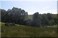 Rashy ground by the Dualt Burn