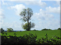 Tree in field