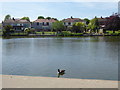 Looking across the lake in Raphael Park