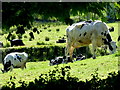 Cows grazing on a slope, Belnaclogh