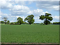 Hedgerow trees near High Heath Farm