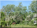 Horse pasture alongside Spital Lane