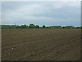 Field on the outskirts of Watton