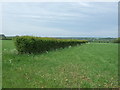 Hedgerow, Watton