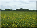 Oilseed rape crop near Southmoor Farm