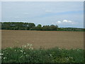 Field west of Little Ellingham