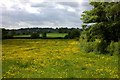 Path to Bruton through the buttercups