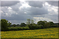 Buttercup meadow and threatening skies