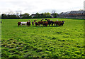 Cattle on Castle Leazes