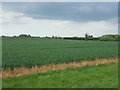 Crop field, High Common