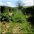 7-bar gate across a track to Glanusk Farm, Llanfair Kilgeddin, Monmouthshire