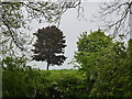 Trees on the hillside