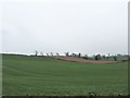 Farmland on the southern urban fringe of Comber