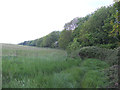 Strip of woodland on the Southern edge of Littlesea Holiday Park