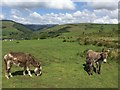 Donkeys and Foal at Bryn y Wrach