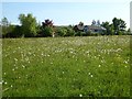 SO5267 : Dandelions in a field by Philip Halling