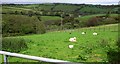 Sheep near Clunkamoor