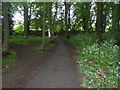 Path through woodland in Shenfield