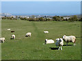 Sheep near Acton