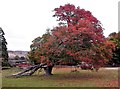 Wild service tree at Parsonage Farm