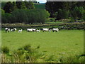 Field with sheep