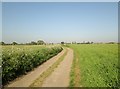 Field  track  and  footpath  toward  Cliffe