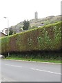 High garden hedge on Scrabo Road