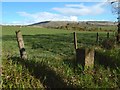 Field boundary beside Garrawy Glen