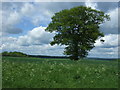 Tree in crop field near Claypits