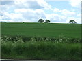 Crop field south of Water Lane