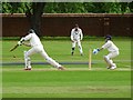 SK5234 : Cricket in action by Ian Calderwood