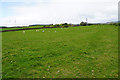 Field of sheep near West Broomley