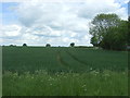 Crop field, Wimbish Green