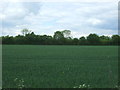 Crop field, Cornish Hall End