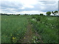 TL7140 : Oilseed rape crop and hedgerow, Birdbrook by JThomas