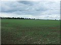 TL7141 : Young crop field, Birdbrook by JThomas