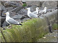 Herring Gulls (Larus argentatus)