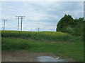 Oilseed rape crop and woodland near Hickford Hill