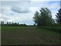 Young crop field beside woodland