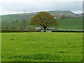 Tree on a field boundary, east of Sarn Rug