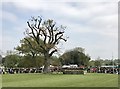 ST8083 : Badminton Horse Trials 2017: cross-country fence 28 - hedge by Jonathan Hutchins